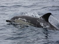 Delphinus delphis 10, Gewone dolfijn, Saxifraga-Bart Vastenhouw