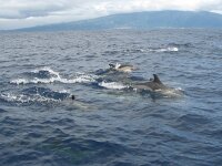 Delphinus delphis 16, Gewone dolfijn, Saxifraga-Henk Baptist
