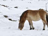 Equus ferus przewalskii 4, Przewalskipaard, Saxifraga-Elisabeth Raboin