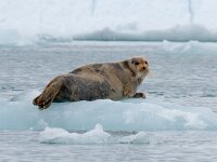 Erignathus barbatus 24, Baardrob, Saxifraga-Bart Vastenhouw
