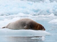 Erignathus barbatus 7, Baardrob, Saxifraga-Bart Vastenhouw