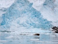 Erignathus barbatus 8, Baardrob, Saxifraga-Bart Vastenhouw