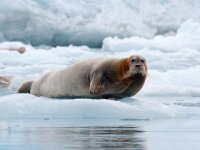 Erignathus barbatus 9, Baardrob, Saxifraga-Bart Vastenhouw