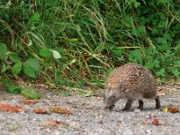 Erinaceus europaeus 38, Egel, Saxifraga-Tom Heijnen