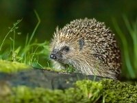 European hedgehog with forest background  Hedgehog (Erinaceus Europaeus) wild, native, European hedgehog with forest background, and green moss. Lookin for food. Wildlife scene of nature in Europe. : Erinaceus, Erinaceus europaeus, Netherlands, animal, autumn, background, blurred background, british wildlife, closeup, creature, cute, dark, darkness, declining species, drinking, endangered species, environment, europaeus, europe, european, facing forward, fauna, forest, garden, grass, habitat, hedgehog, hibernate, hibernation, horizontal, insectivore, landscape, mammal, native, natural, natural habitat, nature, night, nocturnal, outdoors, prickly, snout, space for copy, spikes, uk, wild, wild hedgehog, wildlife, woodland