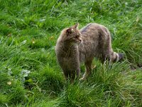 Felis silvestris 24, Wilde kat, Saxifraga-Luc Hoogenstein