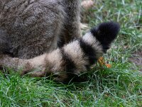 Felis silvestris 32, Wilde kat, Saxifraga-Luc Hoogenstein