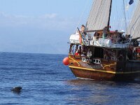 Globicephala macrorhynchus