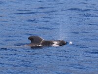 Globicephala macrorhynchus 6, Indische griend, Saxifraga-Henk Baptist