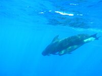 Globicephala melas 2, Griend, Saxifraga-Mark Zekhuis