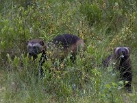 Gulo gulo 8, Veelvraat, Saxifraga-Mark Zekhuis