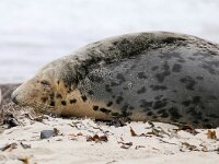 Halichoerus grypus 100, Grijze zeehond, Saxifraga-Bart Vastenhouw