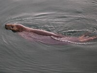 Halichoerus grypus 114, Grijze zeehond, Saxifraga-Bart Vastenhouw