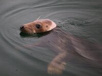 Halichoerus grypus 116, Grijze zeehond, Saxifraga-Bart Vastenhouw