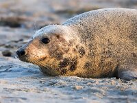 Halichoerus grypus 144, Grijze zeehond, Saxifraga-Bart Vastenhouw