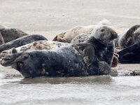 Halichoerus grypus 170, Grijze zeehond, Saxifraga-Bart Vastenhouw