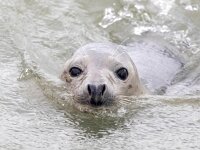 Halichoerus grypus 173, Grijze zeehond, Saxifraga-Bart Vastenhouw