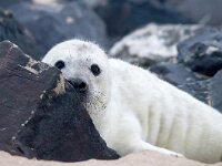 Halichoerus grypus 183, Grijze zeehond, Saxifraga-Bart Vastenhouw
