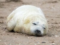 Halichoerus grypus 198, Grijze zeehond, Saxifraga-Bart Vastenhouw