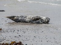 Halichoerus grypus 216, Grijze zeehond, adult, Düne (D), Saxifraga-Theo Verstrael