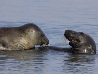 Halichoerus grypus 46, Grijze zeehond, Saxifraga-Mark Zekhuis