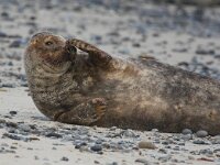 Halichoerus grypus 63, Grijze zeehond, Saxifraga-Bart Vastenhouw