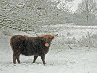 Schotse hooglander #45968 : Schotse hooglander, Scottish Highlander