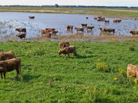 Highland Cattle 34, Schotse hooglander, Saxifraga-Rik Kruit