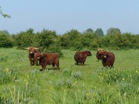 Highland Cattle 39, Schotse hooglander, Saxifraga-Mark Zekhuis