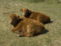Highland Cattle 4, Schotse hooglander, Saxifrfaga-Jan van der Straaten