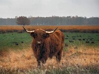 Highland Cattle 50, Schotse hooglander, Saxifraga-Hans Dekker