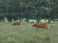 Highland Cattle 9, Schotse hooglander, Saxifraga-Willem van Kruijsbergen