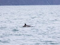 Hyperoodon ampullatus