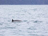 Hyperoodon ampullatus 3, Noordelijke butskop, Saxifraga-Bart Vastenhouw