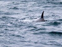 Hyperoodon ampullatus 4, Noordelijke butskop, Saxifraga-Bart Vastenhouw