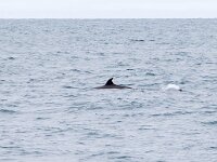 Hyperoodon ampullatus 5, Noordelijke butskop, Saxifraga-Bart Vastenhouw