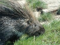 Hystrix cristata 2, Stekelvarken, Saxifraga-Jan van der Straaten
