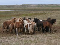 Icelandic horse 5, Saxifraga-Jan Nijendijk