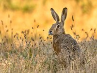 Lepus. Wild European brown hare on orange background  Lepus. Wild European brown hare (lepus europeus) Close-Up On orange Background. Wild Hare With Yellow Eyes, Eating Clover in Grass Under The Morning Sun. Muzzle Of European Brown Hare Among Flowering Wheat : Lepus europaeus, Netherlands, adorable, alert, animal, background, brown, brown hare, bunny, cevennes, closeup, concept, countryside, cute, ears, europaeus, europe, european, european hare, fauna, field, france, fur, furry, grass, green, hare, head, hiding, jackrabbit, landscape, lepus, looking, mammal, meadow, natural, nature, nibbling, one, outdoor, portrait, pretty, rabbit, sitting, spring, summer, vigilant, wild, wildlife