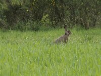 Lepus europaeus 153, Haas, Saxifraga-Willem van Kruijsbergen