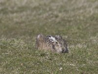Lepus europaeus 2, Haas, Saxifraga-Willem Jan Hoeffnagel