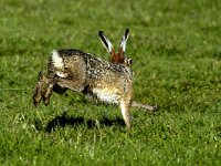 Lepus europaeus 21, Haas, Saxifraga-Piet Munsterman