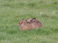 Lepus europaeus  Haas in de Putterpolder : Lepus europaeus