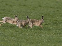 Lepus europaeus 46, Haas, Saxifraga-Mark Zekhuis