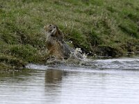 Lepus europaeus 47, Haas, Saxifraga-Piet Munsterman