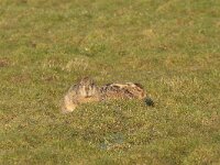 Lepus europaeus 84, Haas, Saxifraga-Jan Nijendijk