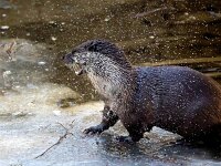 Lutra lutra 102, Otter, Saxifraga-Bart Vastenhouw