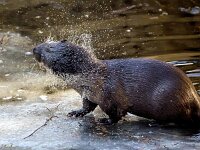 Lutra lutra 103, Otter, Saxifraga-Bart Vastenhouw