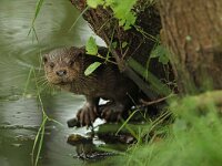 Lutra lutra 105, Otter, Saxifraga-Mark Zekhuis