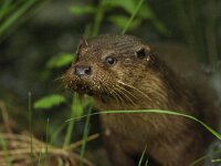 Lutra lutra 110, Otter, Saxifraga-Mark Zekhuis